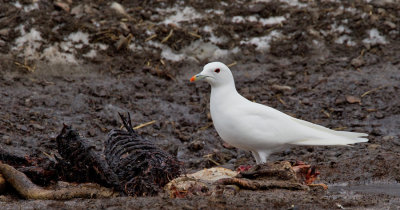 Ivory gull / Ivoormeeuw