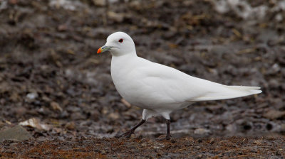 Ivory gull / Ivoormeeuw