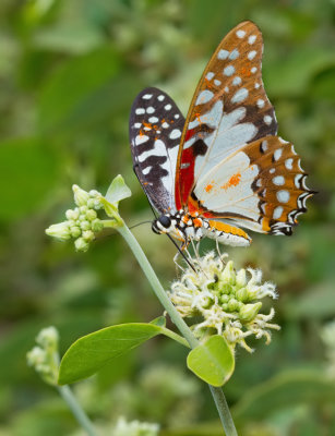 White Lady Swallowtail / Graphium angolanus