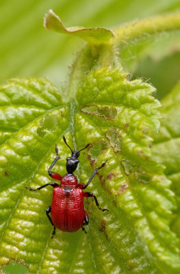 Hazel-leaf roller weevil / Hazelaarbladrolkever
