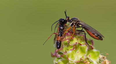 Common Red-legged Robberfly / Knobbelbladjager