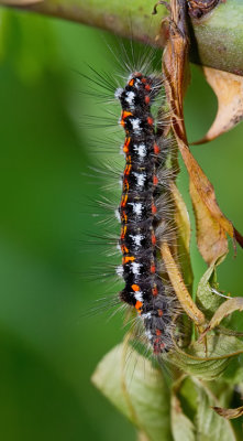Yellow-tail / Donsvlinder