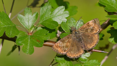 Dingy skipper / Bruin dikkopje 