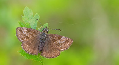 Dingy skipper / Bruin dikkopje 