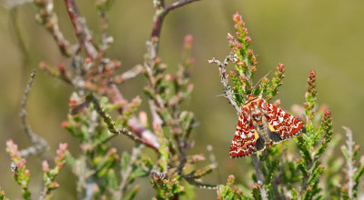 Beautiful Yellow Underwing / Roodbont heide-uiltje