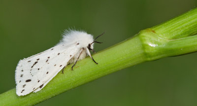 White Ermine / Witte tijger