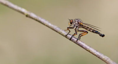 Common Awl Robberfly / Bosrandroofvlieg