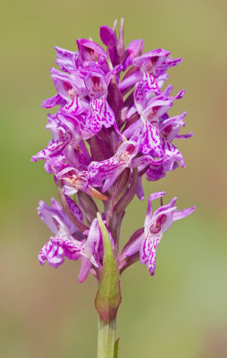 Spotted Southern Marsh-orchid / Gevlekte rietorchis