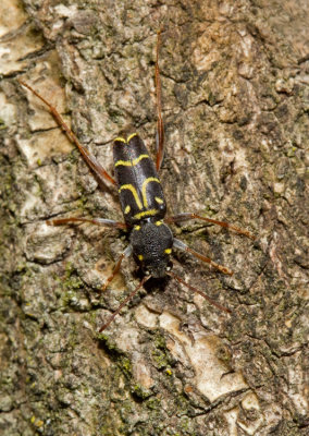 Xylotrechus antilope / Eikenwespenboktor