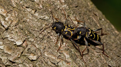 Xylotrechus antilope / Eikenwespenboktor