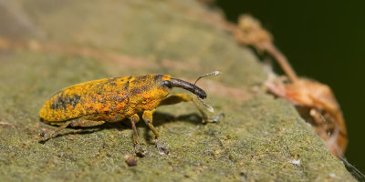 Lixus iridis