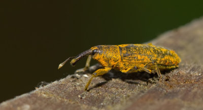 Lixus iridis
