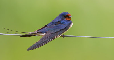 Barn swallow / Boerenzwaluw 