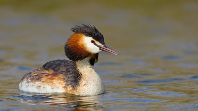 Great crested grebe / Fuut
