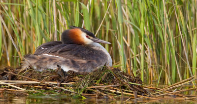 Great crested grebe / Fuut