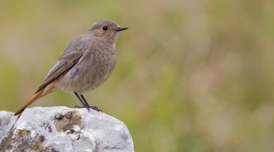 Black redstart / Zwarte roodstaart