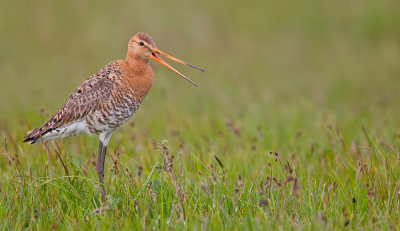 Black-tailed godwit / Grutto