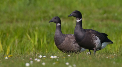 Black Brant / Zwarte rotgans