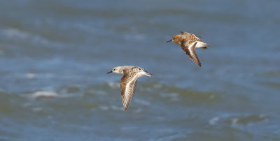 Sanderling / Drieteenstrandloper