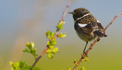 Stonechat / Roodborsttapuit