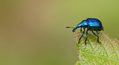 Byctiscus betulae / Berkensigarenmaker