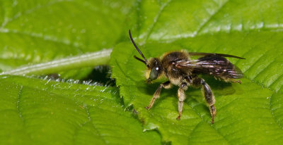 Macropis europaea / Gewone slobkousbij 