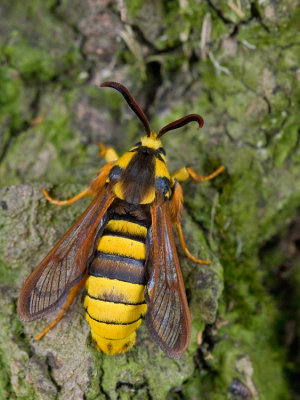 European Hornet Moth / Hoornaarvlinder 