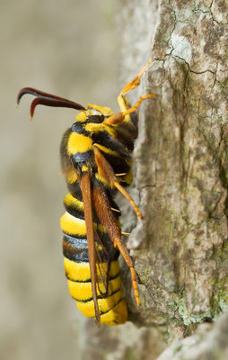 European Hornet Moth / Hoornaarvlinder 