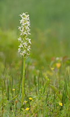 Lesser butterfly-orchid / Welriekende nachtorchis 