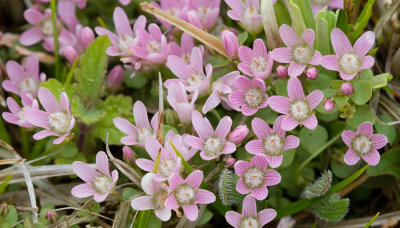 Anagallis tenella / Teer guichelheil