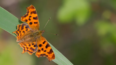Comma butterfly / Gehakkelde Aurelia 