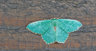 Common Emerald / Kleine zomervlinder