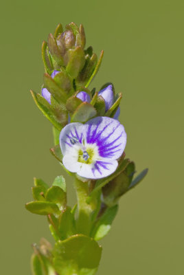 Veronica serpyllifolia / Tijmereprijs