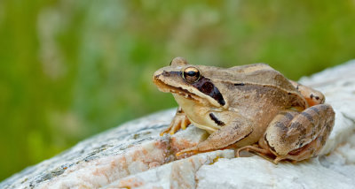 Agile frog / Springkikker