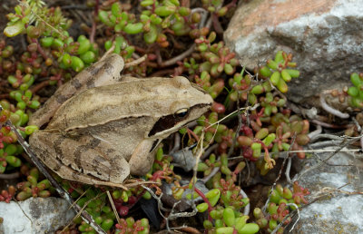 Agile frog / Springkikker