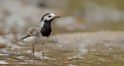 White wagtail / Witte kwikstaart
