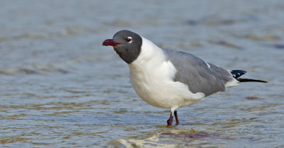 Laughing gull / Lachmeeuw