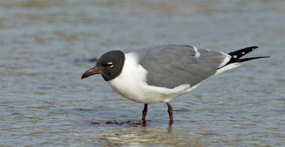 Laughing gull / Lachmeeuw