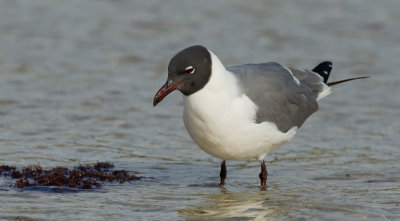 Laughing gull / Lachmeeuw