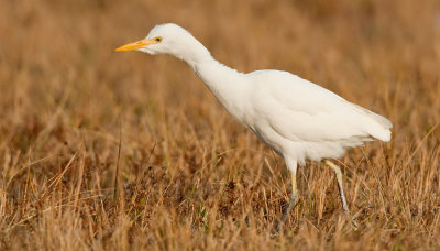 Cattle Egret / Koereiger