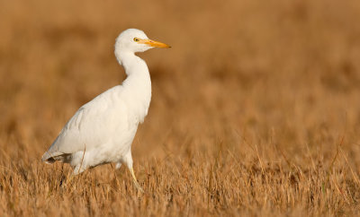 Cattle Egret / Koereiger