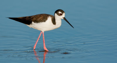 Black-necked stilt / Amerikaanse Steltkluut 