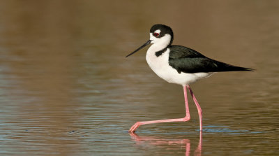Black-necked stilt / Amerikaanse Steltkluut 
