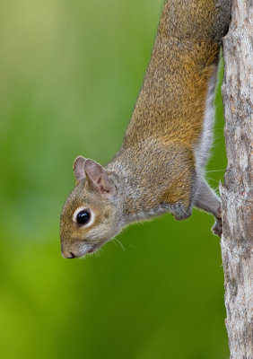 Grey squirrel / Grijze eekhoorn