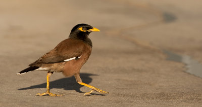 Common myna / Treurmaina 
