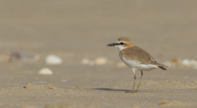 White-fronted Plover / Vale strandplevier
