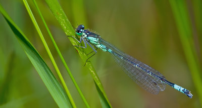 Norfolk damselfly / Donkere waterjuffer 