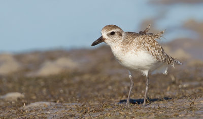 Grey plover / Zilverplevier