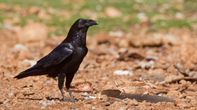 Raven / Raaf