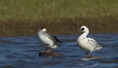 Smew / Nonnetje